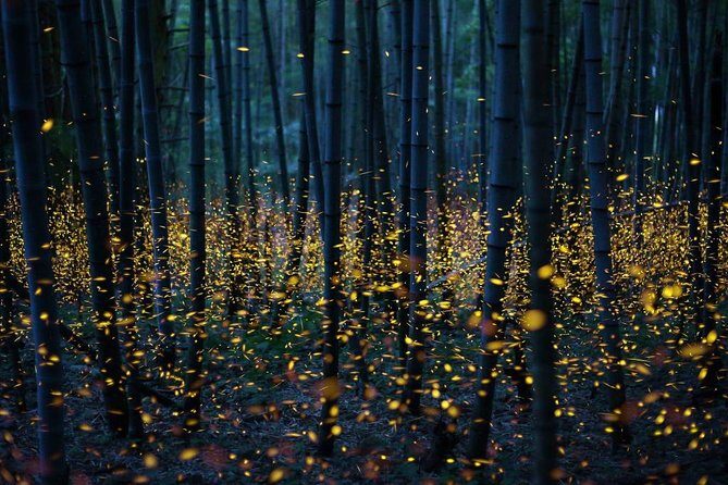 Bamboo Bicycle Tour in twilight: watch dancing Fireflies in Bangkok - The firefly hunt on the river cruise: what to expect