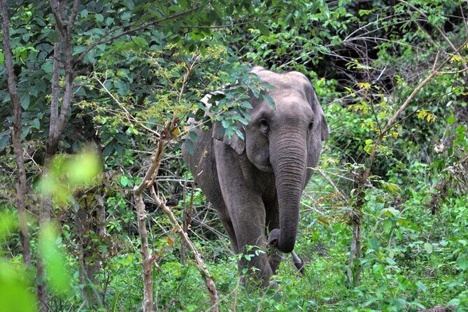 Elephant and Animal Watching in Kuiburi National Park - Join Afternoon Tour - Key things to know before you go