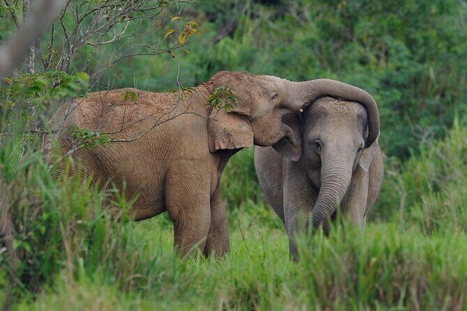 Elephant and Animal Watching in Kuiburi National Park - Join Afternoon Tour - Birdwatching in a dry-humid forest: the calm part of the day