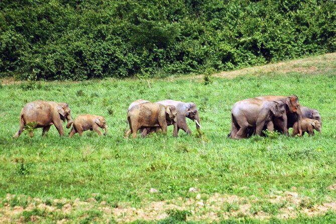 Elephant and Animal Watching in Kuiburi National Park - Join Afternoon Tour - Timing and itinerary flow: what a typical 6–7 hour afternoon looks like