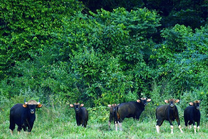 Elephant and Animal Watching in Kuiburi National Park - Join Afternoon Tour - Dinner on the way back: a real local meal break, not an afterthought