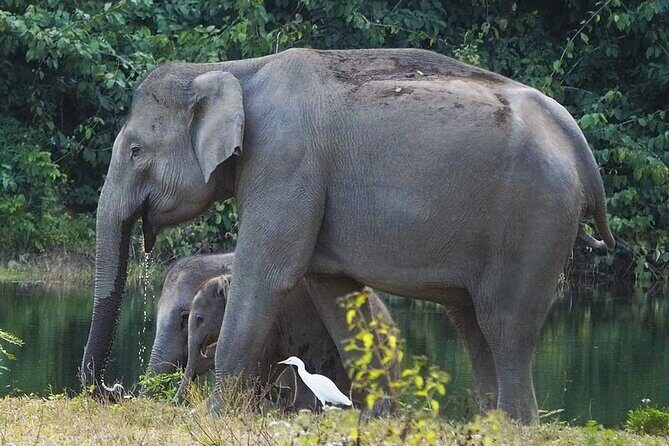 Elephant and Wildlife Watching in Kuiburi National Park - Private Afternoon Tour - Key things to know before you go