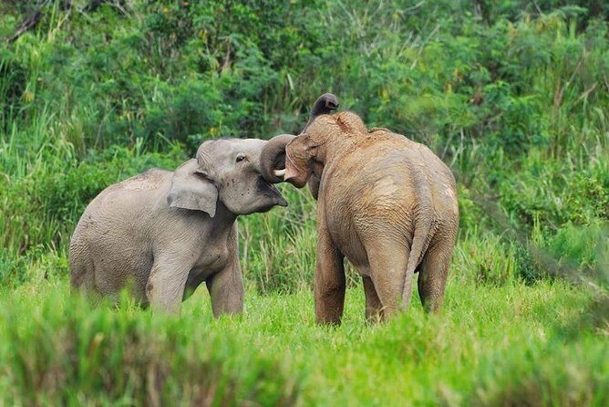 Elephant and Wildlife Watching in Kuiburi National Park - Private Afternoon Tour - The Private Afternoon Format (7 Hours) and What It Means for You