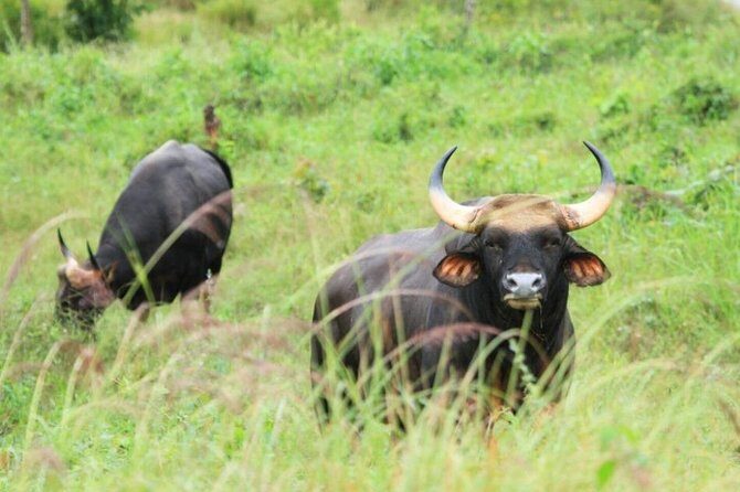 Elephant and Wildlife Watching in Kuiburi National Park - Private Afternoon Tour - Stop 2: The Main Event in Kuiburi National Park (About 4 Hours)