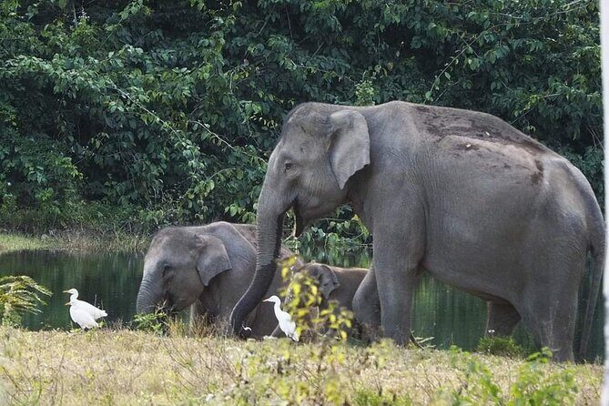 Elephant and Wildlife Watching in Kuiburi National Park - Private Afternoon Tour - Stop 3: Hua Hin Dinner Stop (About 1 Hour)