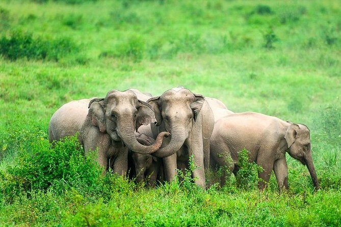Elephant and Wildlife Watching in Kuiburi National Park - Private Afternoon Tour - What You’re Really Paying For: Price and Value at $145.10