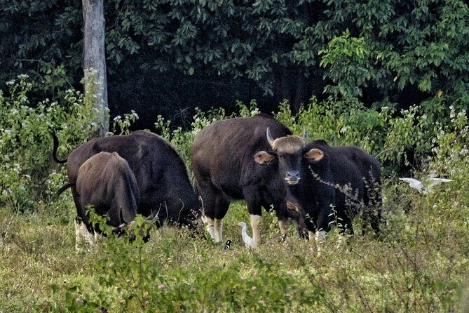 Elephant and Wildlife Watching in Kuiburi National Park - Private Afternoon Tour - Guides: The Difference Between a Trip and an Experience