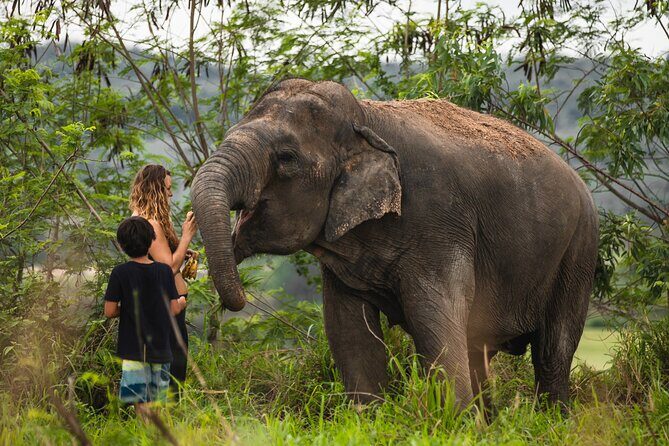 Elephant Jungle Sanctuary: Half Day Morning Program - Key things to know before you go