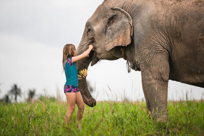 Elephant Jungle Sanctuary: Half Day Morning Program - Feeding time: respectful contact that still feels personal