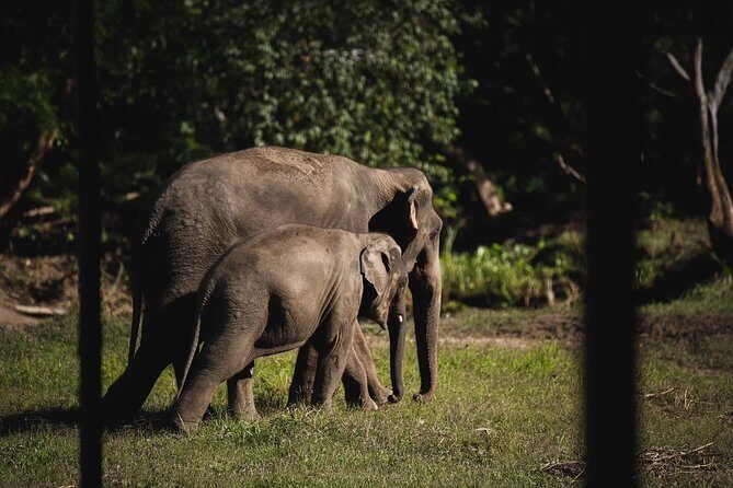 Elephant Jungle Sanctuary: Half Day Morning Program - Mud-bath and bathing: do it with the right expectations