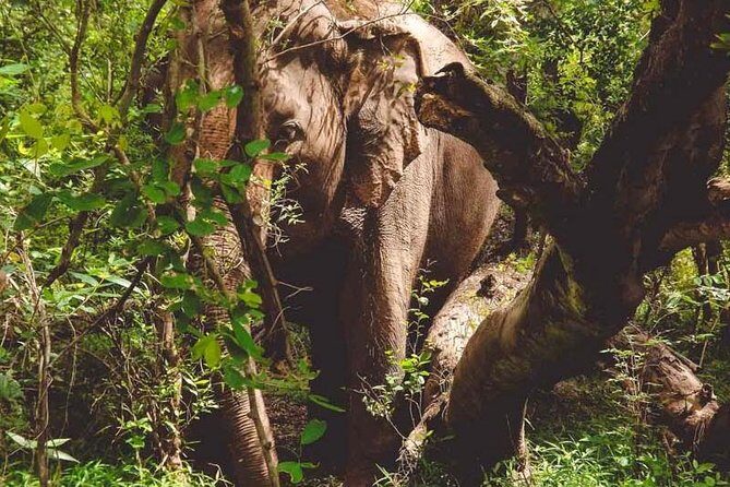 Erawan Waterfall and Elephant Care: Private Tour to Kanchanabur - Bridge over the River Kwai: a short walk with big symbolism