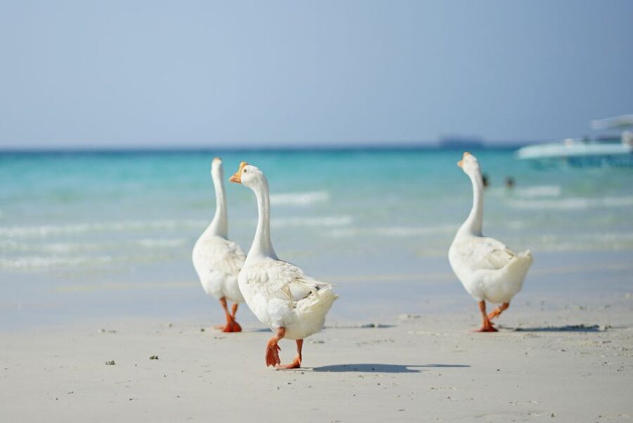 From Pattaya/Bangkok: Island Day Trip with Beach Activities - Key highlights worth knowing