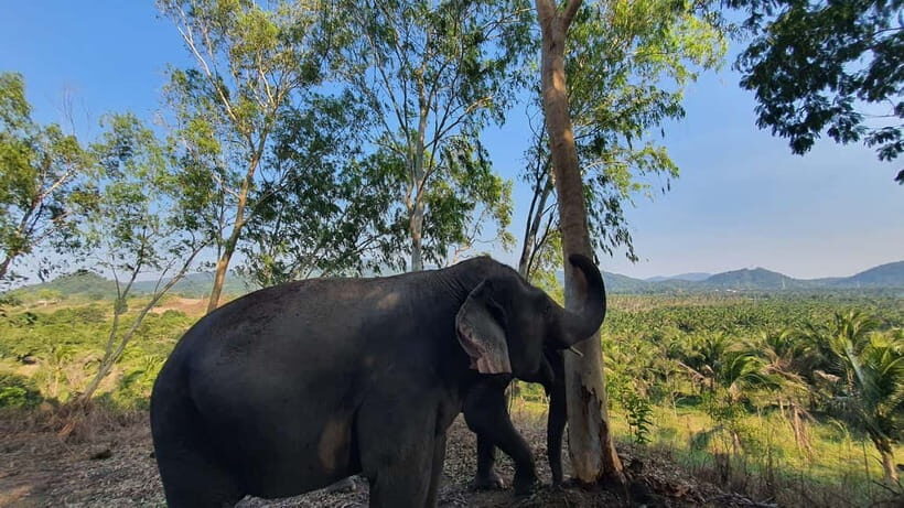 From Pattaya: Living Green Elephant Sanctuary Day Trip - Key Highlights You’ll Actually Care About