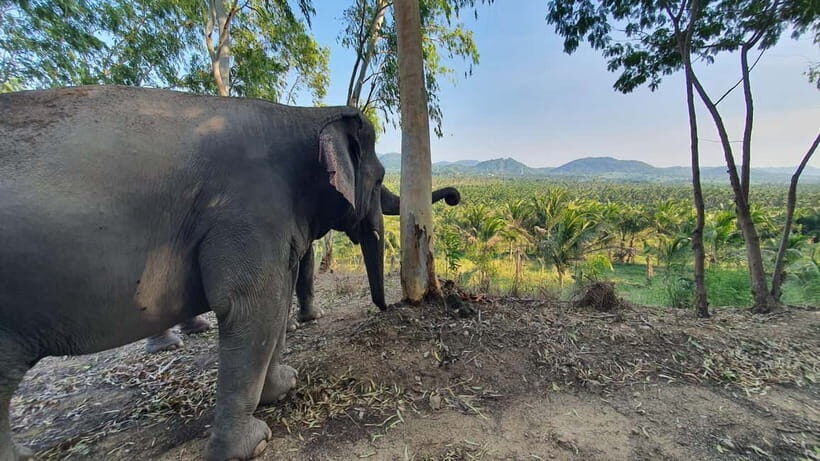 From Pattaya: Living Green Elephant Sanctuary Day Trip - Who This Trip Is Perfect For (And Who Should Skip It)