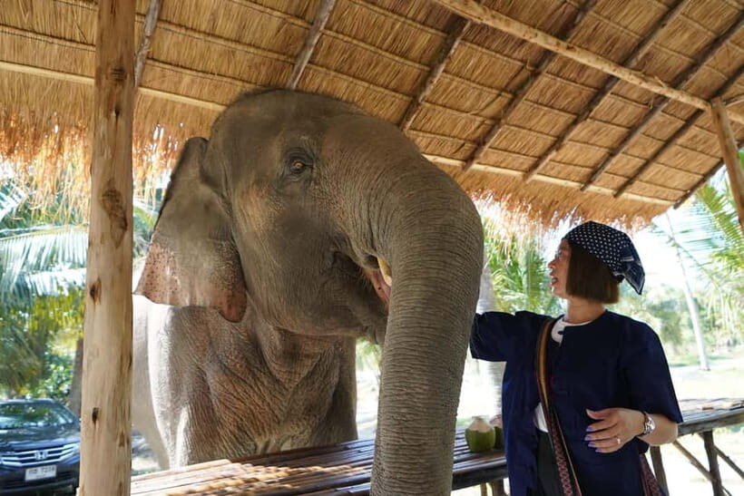From Pattaya: Living Green Elephant Sanctuary Day Trip - Entering Living Green’s Sanctuary: What Makes It Feel Different