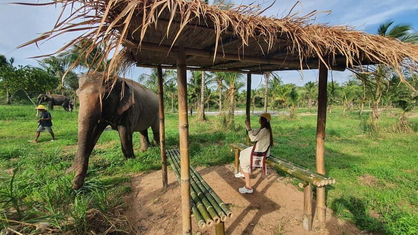 From Pattaya: Living Green Elephant Sanctuary Day Trip - Hand-Feeding Rules: Close, But Not Crowded