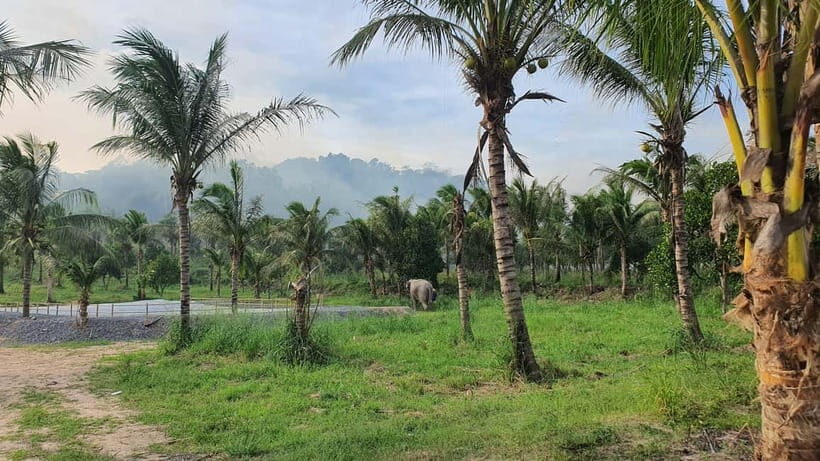 From Pattaya: Living Green Elephant Sanctuary Day Trip - The Jungle Walk: What It Really Means to Trek With Them
