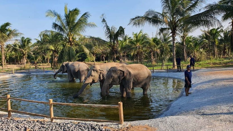 From Pattaya: Living Green Elephant Sanctuary Day Trip - Bath Time With the Herd: Water, Mud, and Flexible Expectations