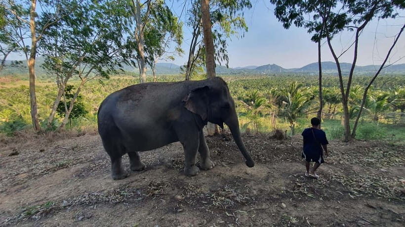 From Pattaya: Living Green Elephant Sanctuary Day Trip - Lunch Break: Ancient Pad Thai, Watermelon, and a Real Reset