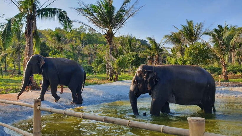 From Pattaya: Living Green Elephant Sanctuary Day Trip - Round-Trip From Pattaya: Why Timing Can Make or Break Your Day