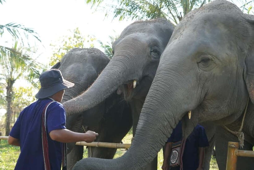 From Pattaya: Living Green Elephant Sanctuary Day Trip - What to Bring (So You’re Comfortable, Not Miserable)