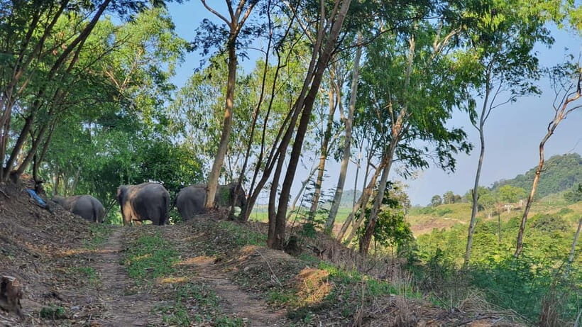From Pattaya: Living Green Elephant Sanctuary Day Trip - Mo Hom Clothing and the First Elephant Check-In