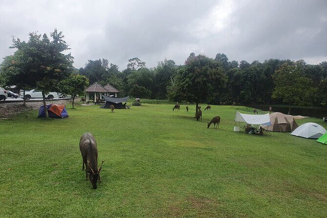 Khao Yai National Park Full Day - The Long Ride Back: Expect 4 Hours of Transit After the Nature Day