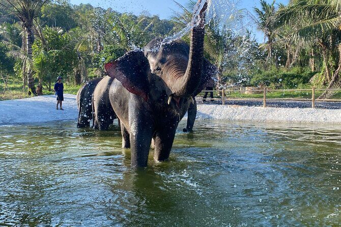 Living Green Elephant Sanctuary Experience near Bangkok & Pattaya - Key highlights you’ll feel in real life