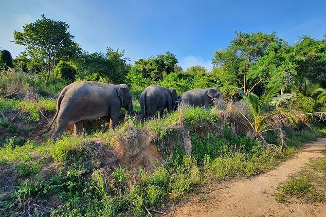 Living Green Elephant Sanctuary Experience near Bangkok & Pattaya - Respectful elephant encounters: what “ethical” looks like on the ground