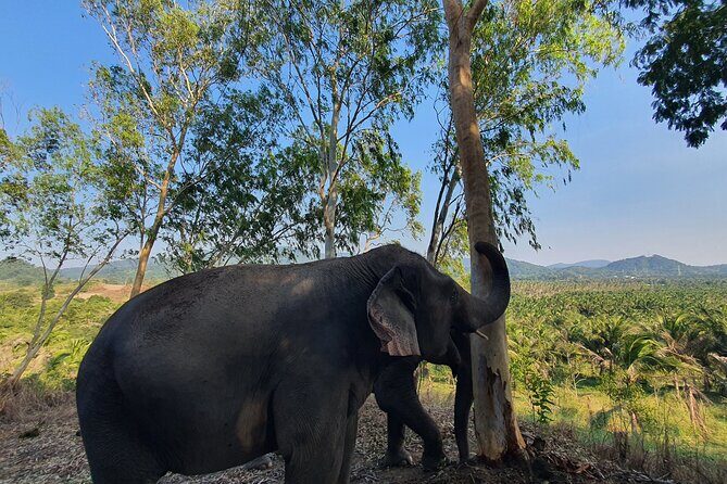 Living Green Elephant Sanctuary Experience near Bangkok & Pattaya - The trek alongside elephants and the 180-degree viewpoint payoff