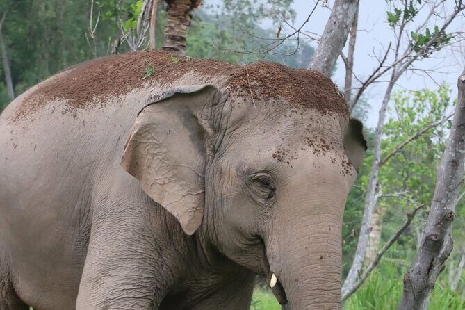 Living Green Elephant Sanctuary Experience near Bangkok & Pattaya - Feeding, walking, and bathing: the fun part with real boundaries