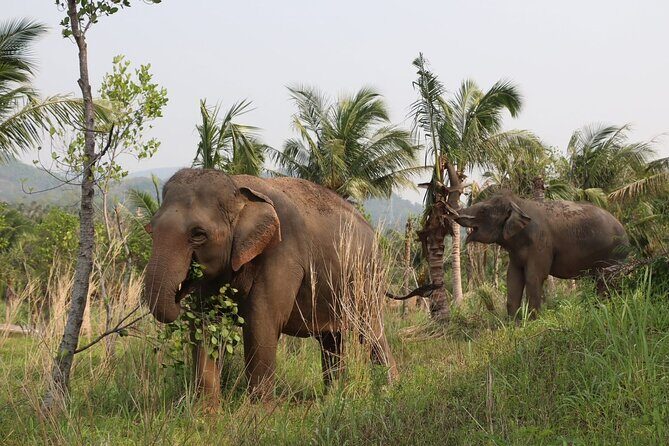 Living Green Elephant Sanctuary Experience near Bangkok & Pattaya - Ancient Pad Thai lunch: what’s included and how to plan your appetite