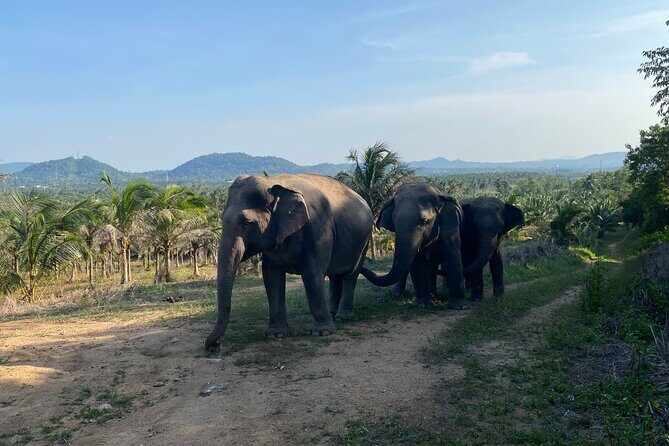 Living Green Elephant Sanctuary Experience near Bangkok & Pattaya - Price and value: is $55.41 worth it?