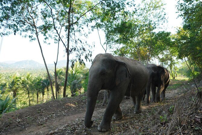 Living Green Elephant Sanctuary Experience near Bangkok & Pattaya - Getting to Ekkamai Bus Terminal and how pickup affects your route