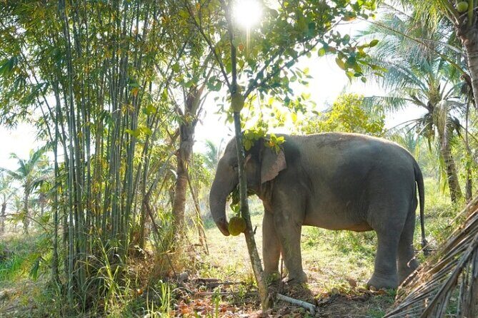 Living Green Elephant Sanctuary Tour from Bangkok and Pattaya - Living Green at Khao Kheow: an ethical setup that changes your whole day