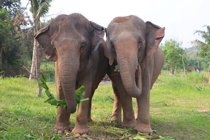Living Green Elephant Sanctuary Tour from Bangkok and Pattaya - The guide matters: the role of Lulu, Crazy Man, and Handsome Man
