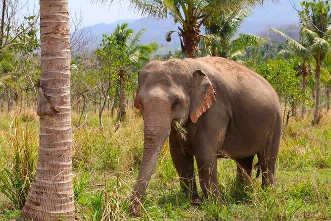 Living Green Elephant Sanctuary Tour from Bangkok and Pattaya - Lunch, snacks, and what to pack for a comfortable day