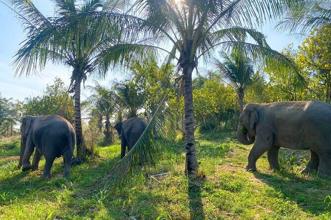 Living Green Elephant Sanctuary Tour from Bangkok and Pattaya - Price and value: what $55 gets you, and what it doesn’t