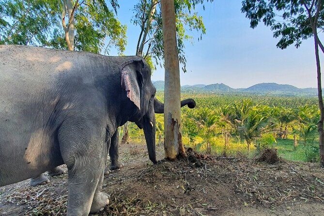 Living Green Elephant Sanctuary Tour from Bangkok and Pattaya - Who should book this sanctuary tour (and who should skip it)