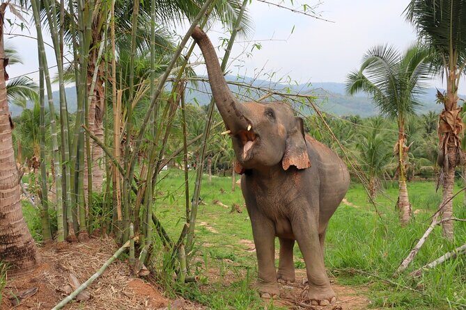 Living Green Elephant Sanctuary Tour from Bangkok and Pattaya - Your elephant time: feeding, walking alongside, and letting them set the pace