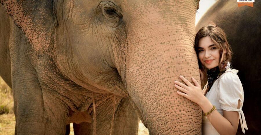 Pattaya: Elephant Jungle Sanctuary Feeding Experience - Key highlights people love most