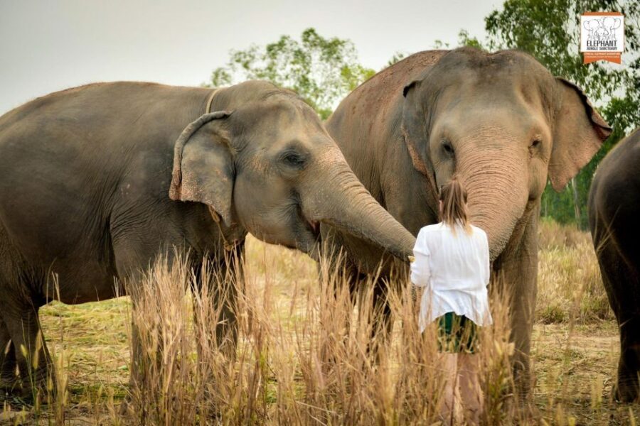 Pattaya: Elephant Jungle Sanctuary Feeding Experience - The Guide Talk That Makes It Worth More Than a Photo Stop