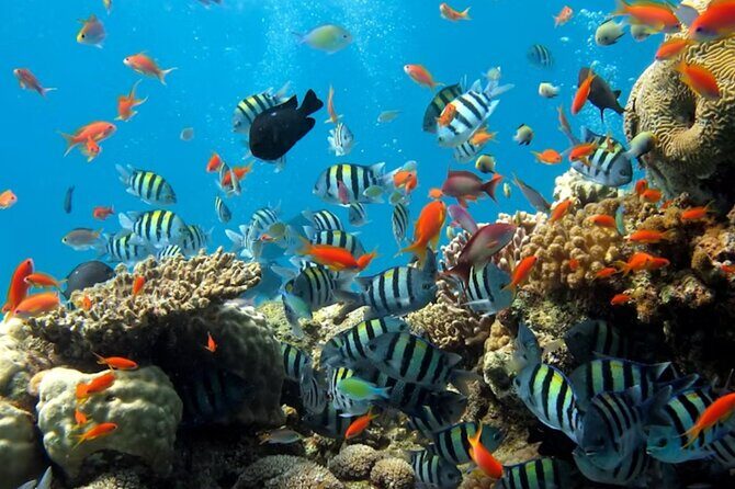 Pattaya Underwater World Admission Ticket - The main event: the 105-meter ocean tunnel