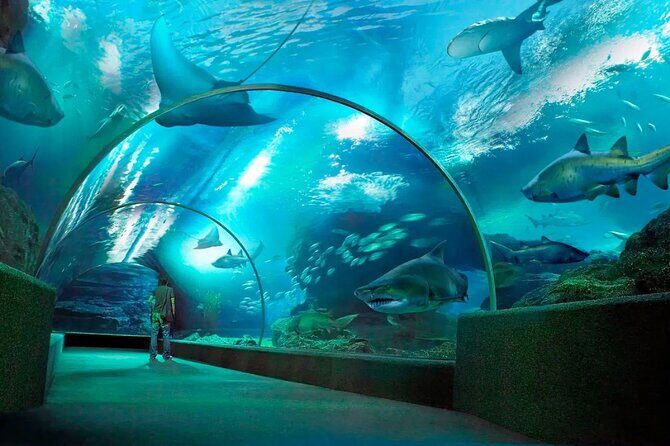 Pattaya Underwater World Admission Ticket - Feeding shows: use them as your timing tool