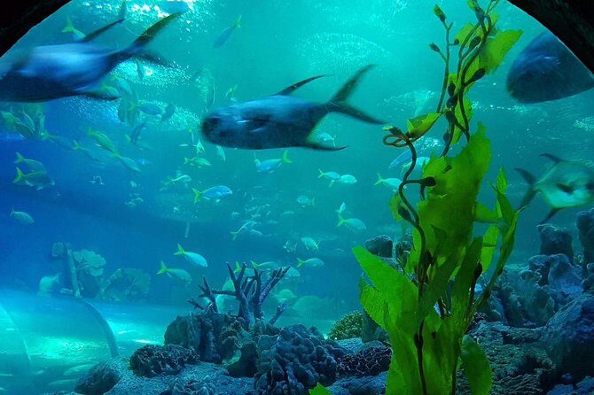 Pattaya Underwater World - Discover Ocean Treasures - Who should go (and who might prefer something else)