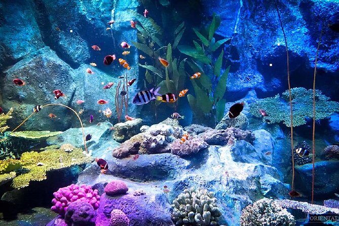 Pattaya Underwater World Tickets with Optional Hotel Pickup - What stands out fast