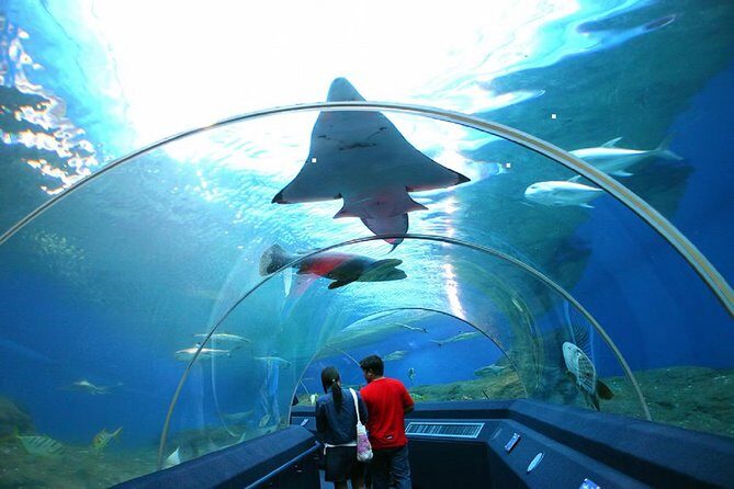 Pattaya Underwater World Tickets with Optional Hotel Pickup - Pattaya Underwater World: why this ticket is worth your time