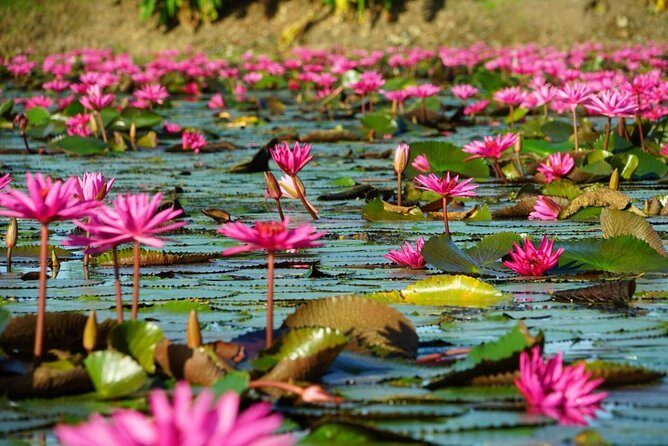 Red Lotus garden market with Thai culture halfday tour - Thai Lotuses on a Long-Tail Boat: What This Half-Day Really Feels Like