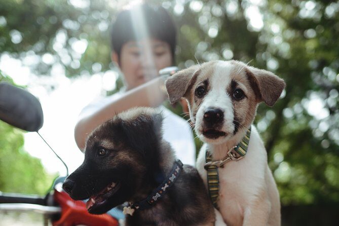 Rescue P.A.W.S. Day Visit - Key highlights you’ll care about