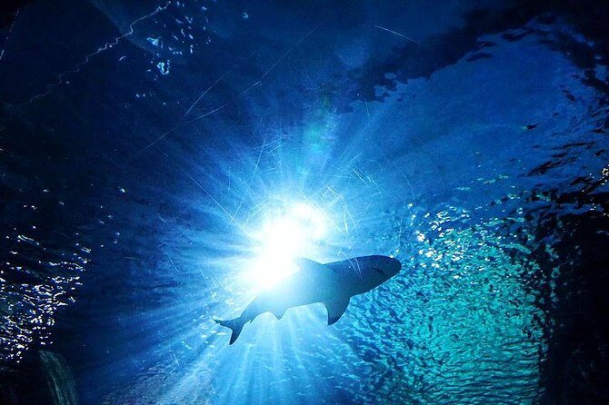 Sea Life Bangkok Ocean World Tickets - SEA LIFE Bangkok Ocean World: What You’ll See in 7 Themed Zones